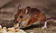 electromagnetic-and-ultrasonic-pest-repellents Experts in Cotile